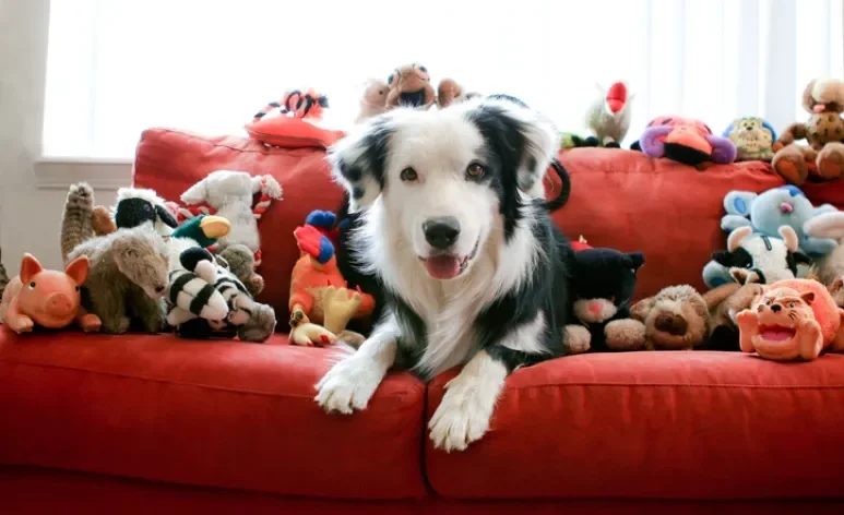 Existe um brinquedo para cachorro ideal para divertir e gastar energia