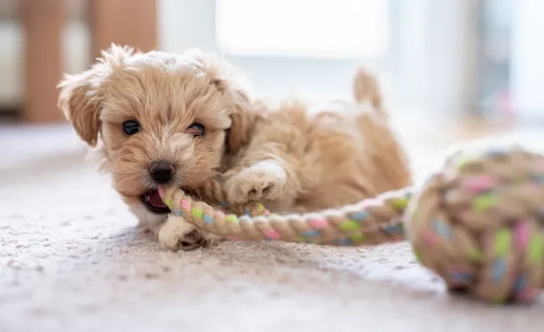 Os brinquedos para cachorro filhote proporcionam relaxamento e diversão para o peludo