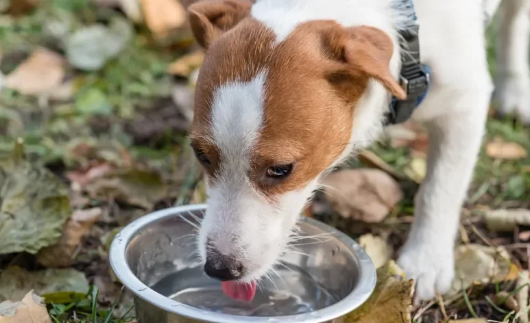 A água é fundamental para o funcionamento do organismo do cachorro