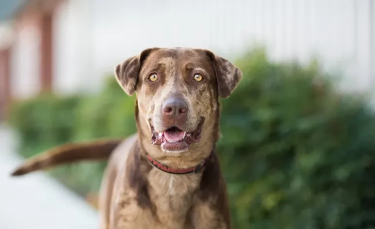 Pequenas atitudes podem melhorar muito a saúde do cachorro 