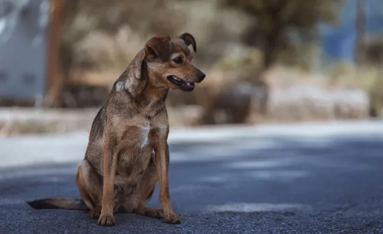 Ajudar um cachorro abandonado pode salvar a vida dele