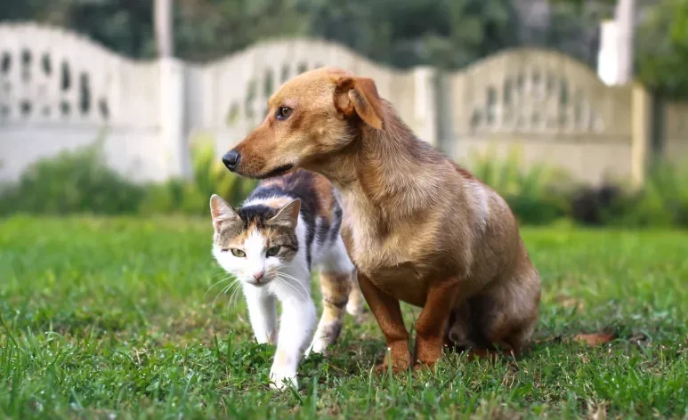 Em 2025, cães e gatos terão um documento de identidade oficial 