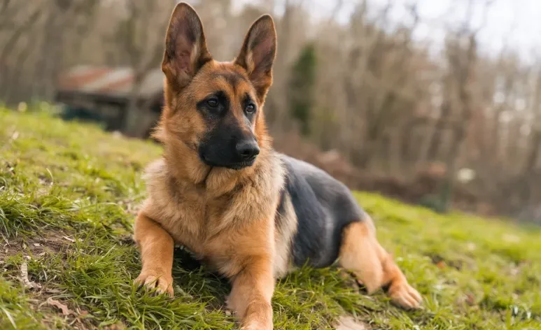 As raças de cão de guarda precisam ser adestradas com reforços positivos