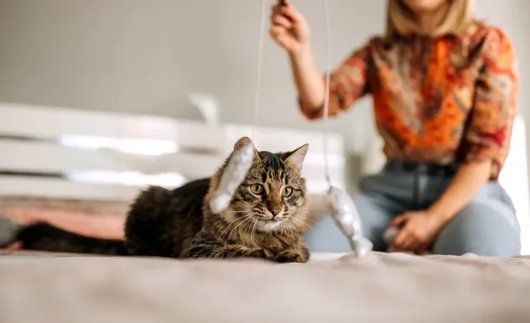 Saiba como escolher o cat sitter perfeito para cuidar do seu gato!