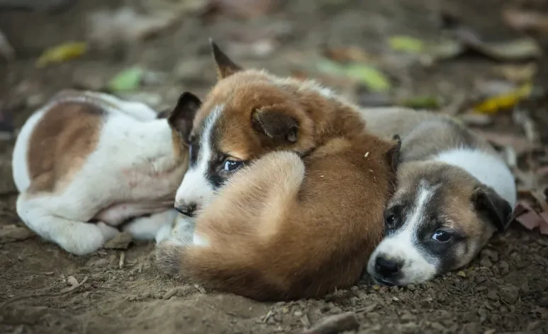 O filhote de cachorro abandonado sente frio, fome e medo nas ruas