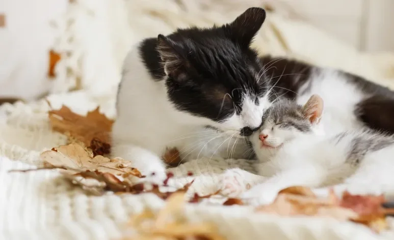 O filhote de gato pode ficar traumatizado se for retirado precocemente da ninhada