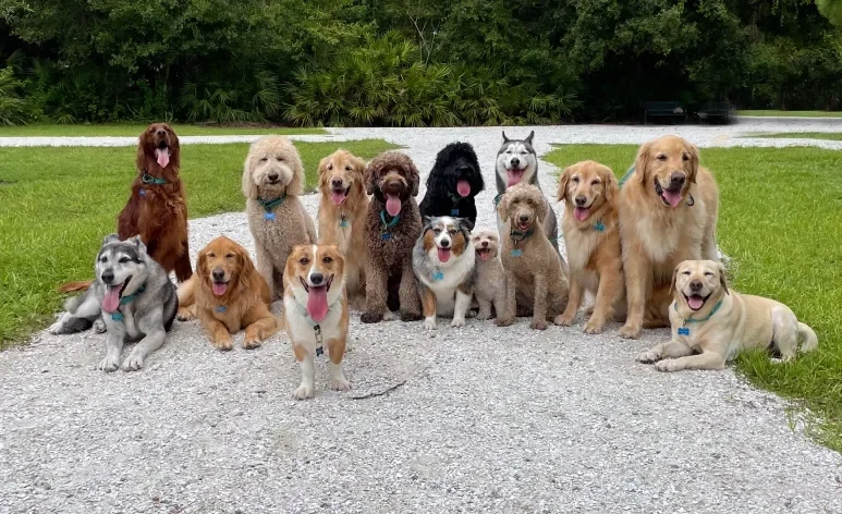 Descubra qual é o filme de cachorro que conquistou gerações