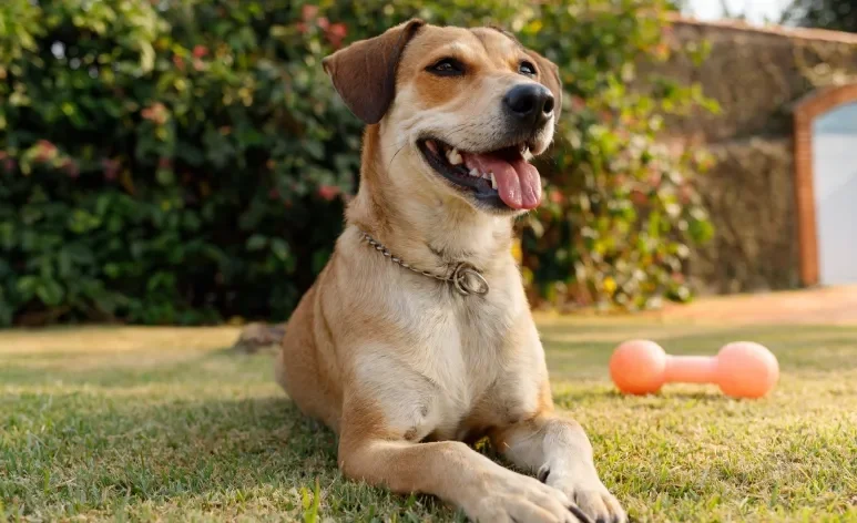 O formato do focinho de cachorro pode influenciar na expectativa de vida dele