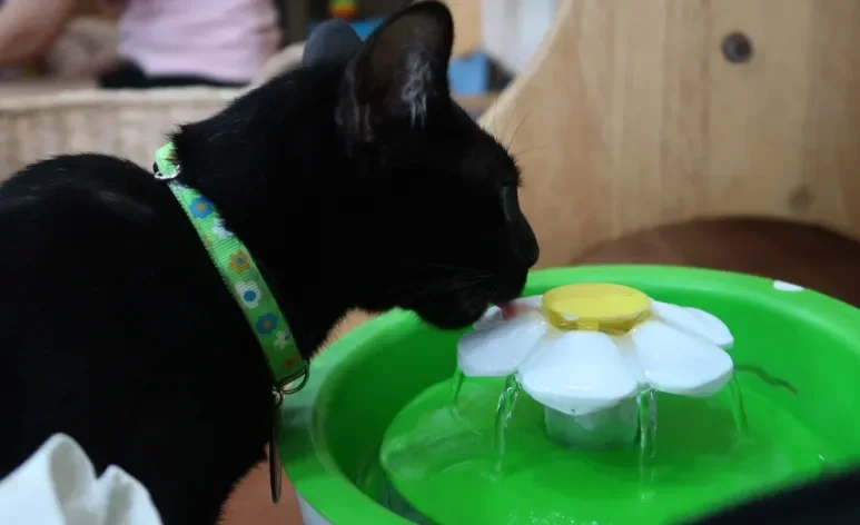 A fonte de água para gatos é um excelente acessório para incentivar a hidratação felina