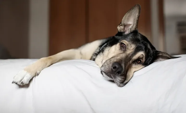 A gastroenterite em cães é um problema simples que pode ser perigoso para a saúde do animal