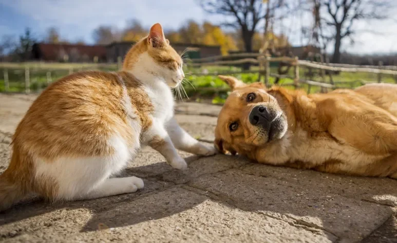 Confira 100 curiosidades interessantes sobre cachorros e gatos