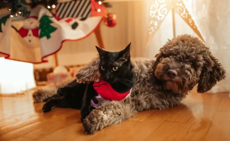 Durante as festas de Natal, os tutores precisam tomar alguns cuidados com seus pets