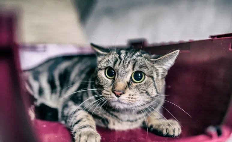 Para não deixar seu gato assustado com o barulho dos fogos, é bom seguir algumas dicas