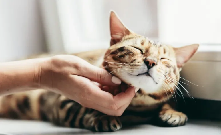 Saiba como deixar o gato feliz com algumas medidas bem simples!