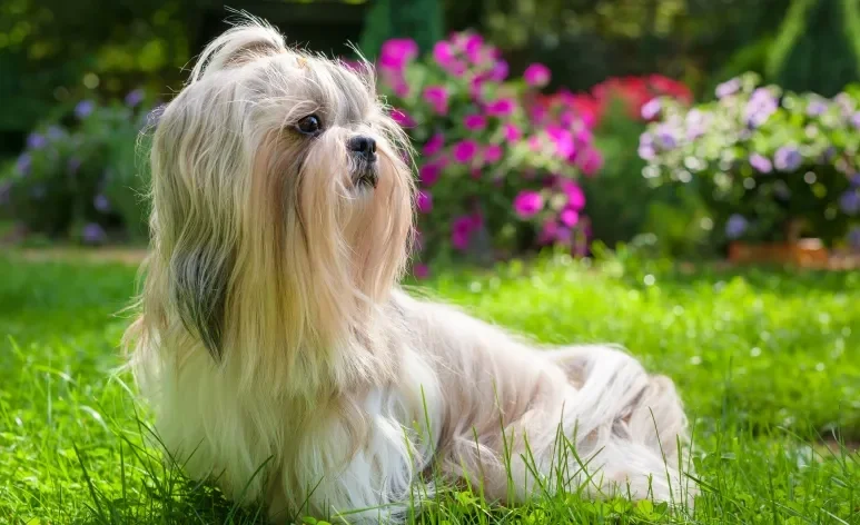 O pelo de cachorro precisa de cuidados para ficar bonito e saudável 