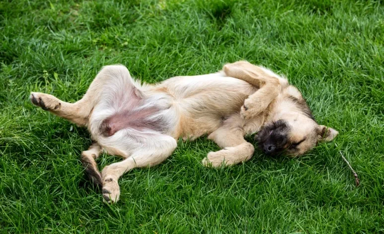 O pênis de cão esconde muitas curiosidades