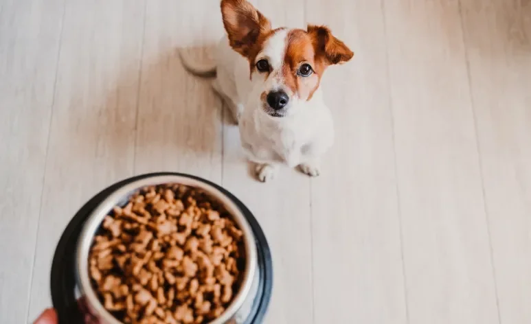 A ração de cachorro é um alimento completo nutricionalmente