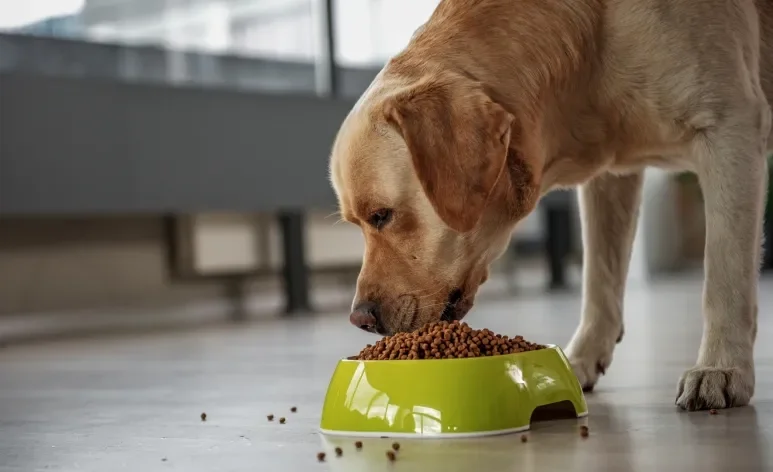 A ração para cachorro precisa ser oferecida em horários regulares