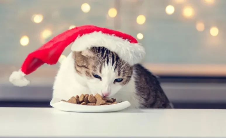 A ração para gatos é a melhor opção nas festas de fim de ano