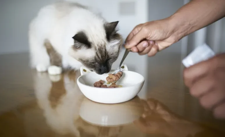 O sachê para gatos é um alimento rico em água e nutritivo