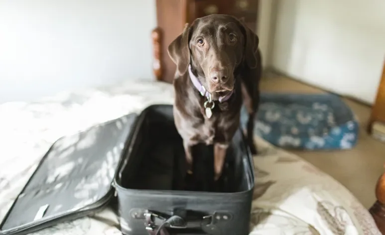 Viajar com cachorro é uma experiência incrível