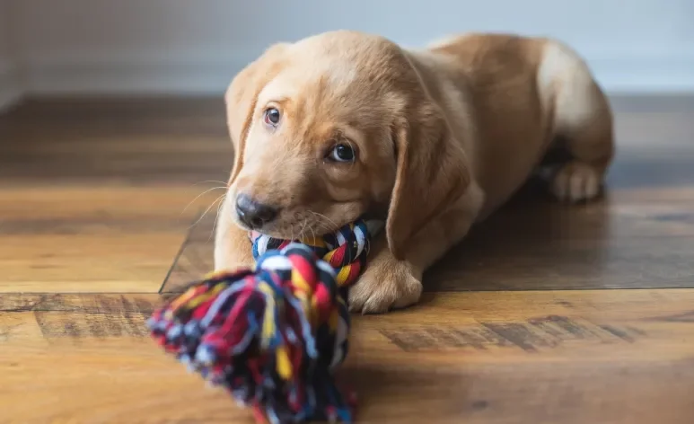 Os melhores brinquedos para cachorro que ficam sozinhos são aqueles que mantém o pet entretido 