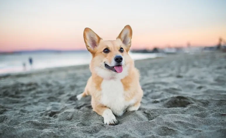 Levar o cachorro na praia exige alguns cuidados importantes