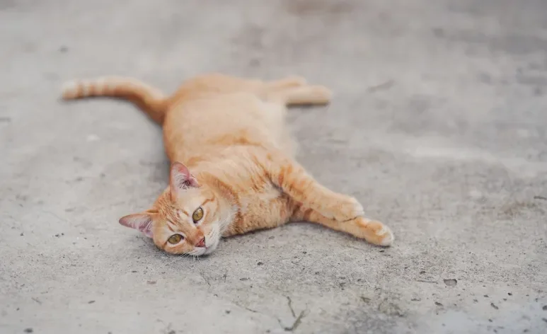 Refrescar um gato com calor é importante para o bem-estar dele