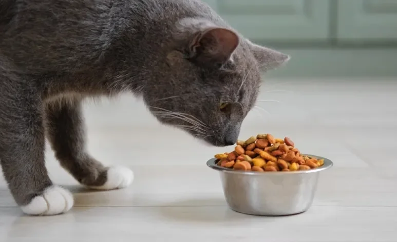 O gato com calor pode se recusar a se alimentar direito