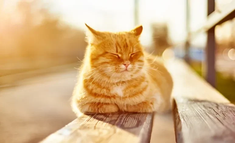 O gato sente calor e é importante saber como cuidar dele nos dias mais quentes