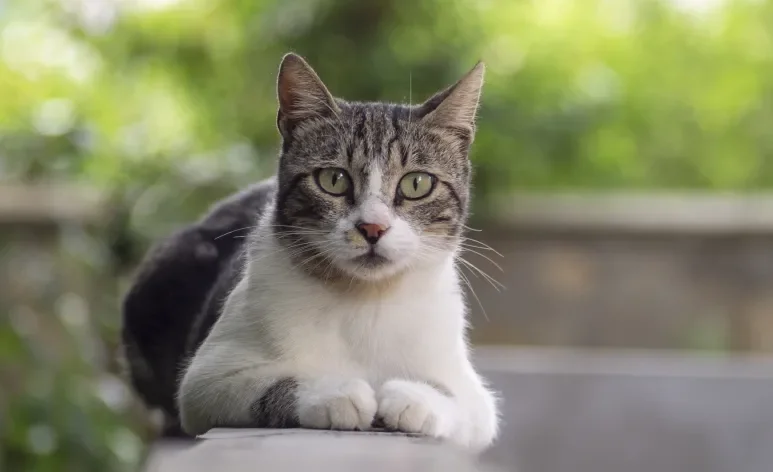 Na linguagem dos gatos, cada olhar, movimento e som ajuda a revelar o que o bichano está sentindo