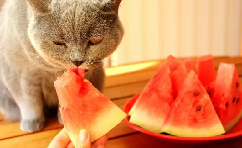 É importante saber exatamente o que gato pode comer para não oferecer nenhum alimento prejudicial para a saúde dele