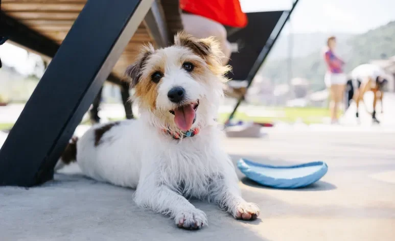 A pata de cachorro é uma região que precisa de mais atenção nos dias quentes