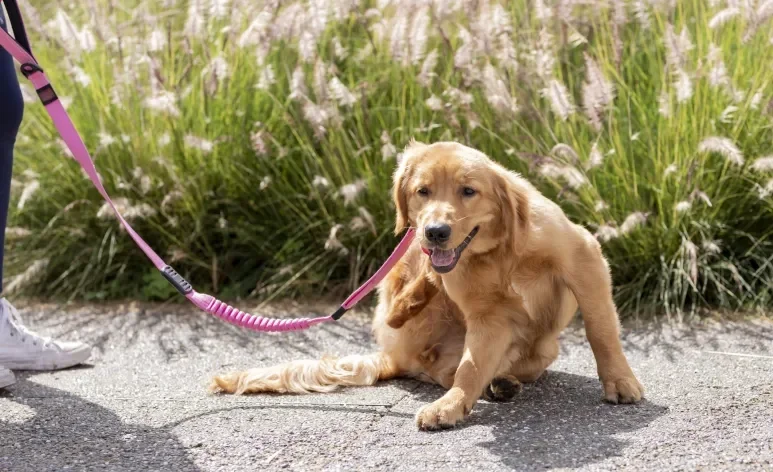 O carrapato e a pulga em cachorro afetam o bem-estar e a qualidade de vida do animal 