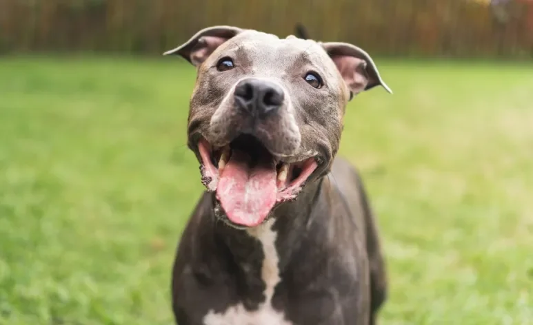 Confira quais são as raças de cachorro mais bravas