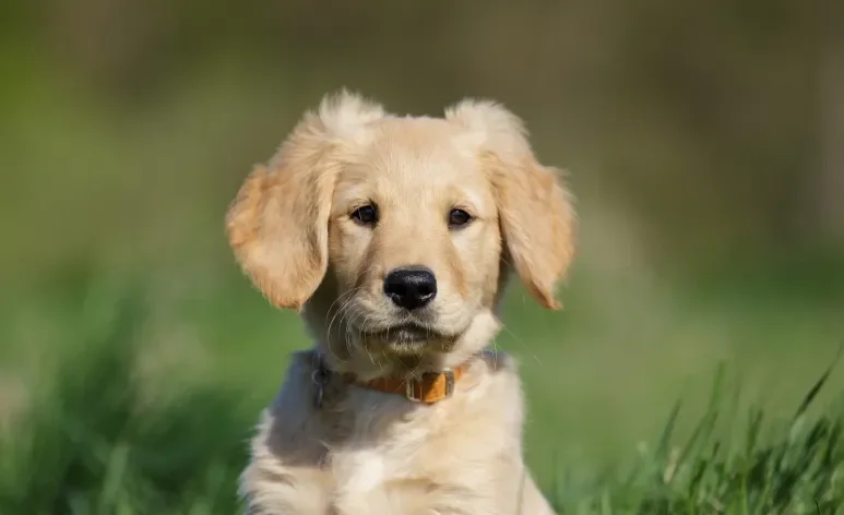 Veja quais são as raças de cachorro com filhotes mais fofos