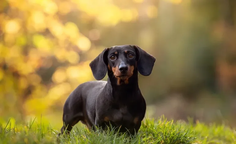 Confira quais são as raças de cachorro pequeno mais encantadoras 