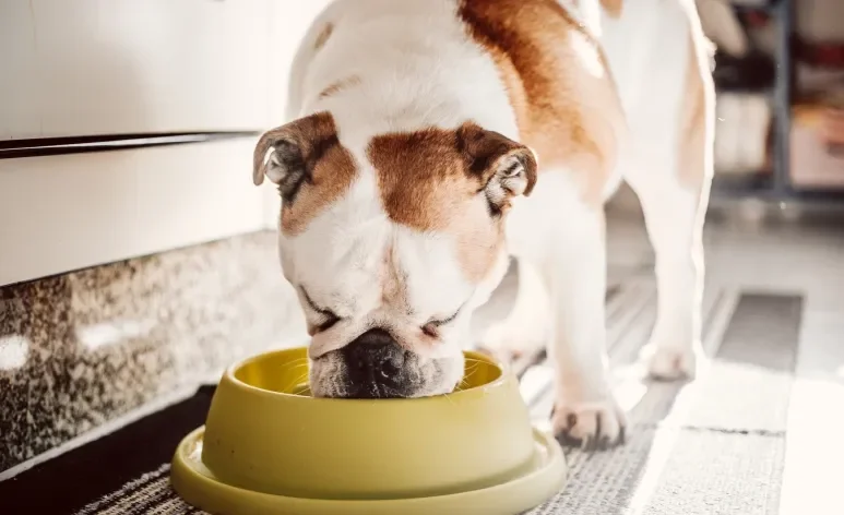 O sachê para cachorro tem bastante água na composição e pode ser uma boa alternativa para os dias quentes