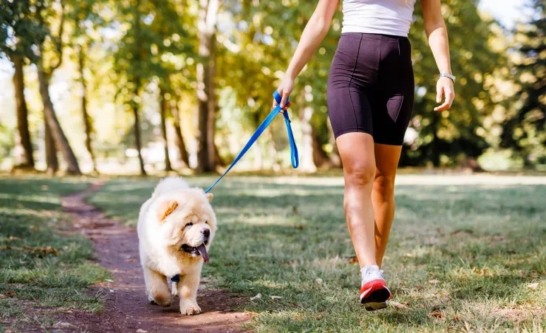 Passear com cachorro no calor requer uma série de cuidados