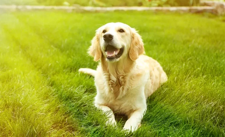 O uso de protetor solar para cachorro é indispensável nos passeios