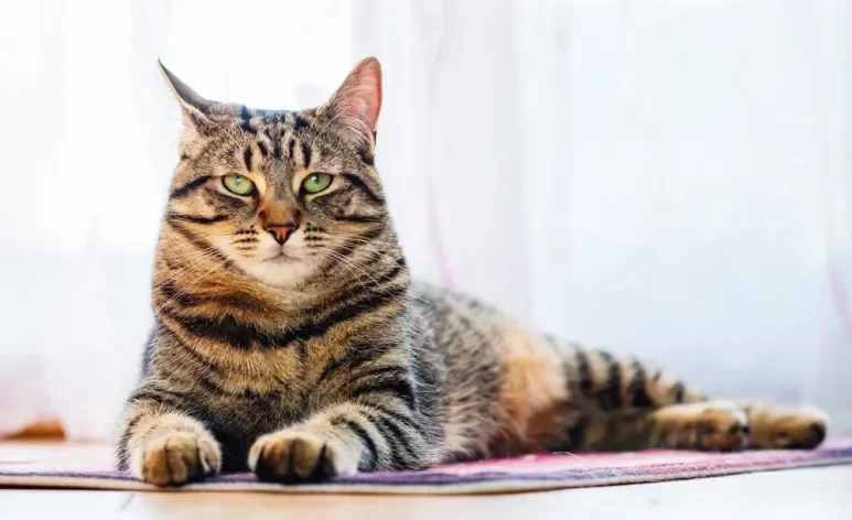 A melhor maneira como saber se o gato é macho ou fêmea é observando os órgãos genitais do pet