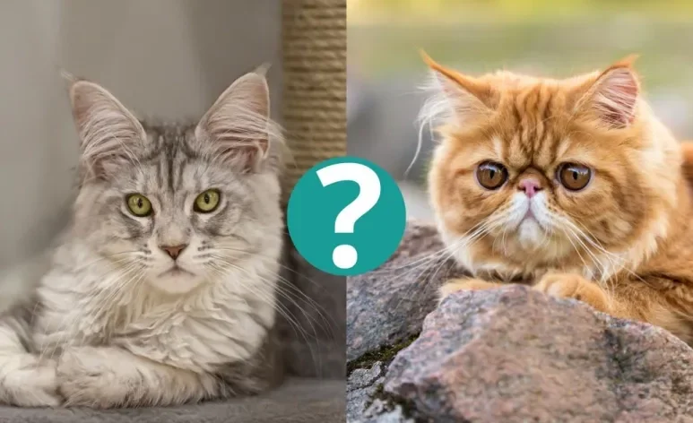 Uma raça de gato se destaca pela sua inteligência, mas não é o Maine Coon nem o gato Persa