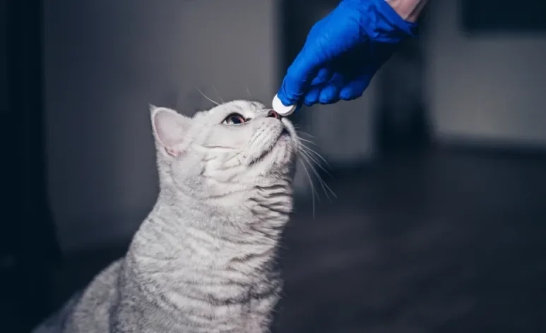 O vermífugo para gatos deve ser administrado conforme orientação veterinária