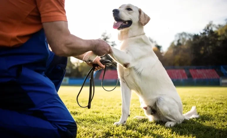 Além de ensinar truques, o adestrador de cachorro ajuda a corrigir comportamentos inadequados