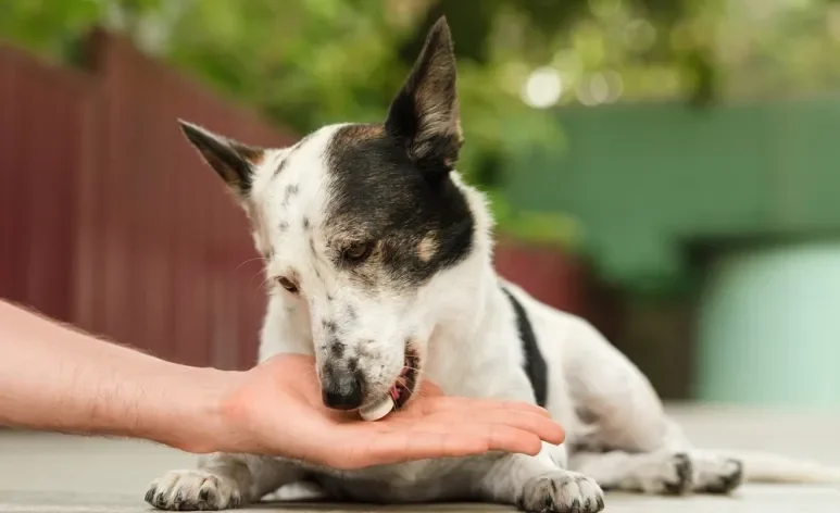 Usar qualquer vermífugo para cachorro sem orientação veterinária é um erro comum entre tutores