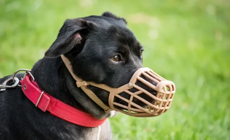 A focinheira para cão deve ser usada apenas em situações específicas e com cuidado