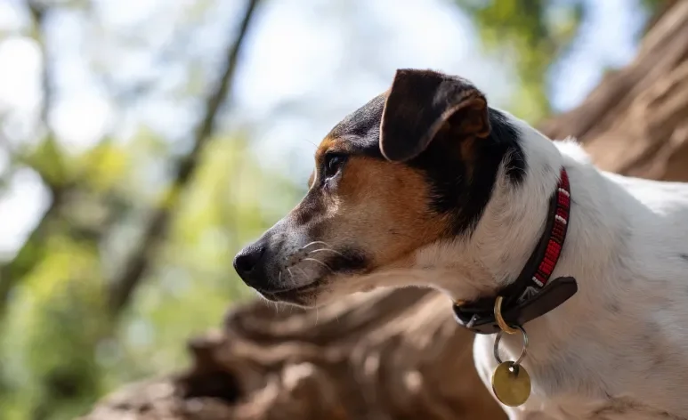 Ao escolher a coleira para cachorro, você deve considerar o material, o modelo e até o porte do seu cão