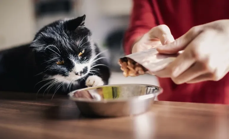 O sachê para gatos é saboroso e ainda possui um alto teor de umidade que faz bem para os felinos