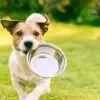 Imagem Quiz:Responda a pesquisa sobre a alimentação do seu cachorro!