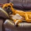 Imagem Quiz:Seu cachorro dorme demais? Descubra com esse teste!